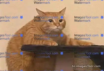 watermark-layout2 图片转换器